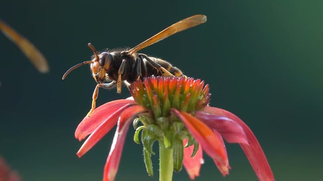Wasp bee hornet wings details red flower nature slowmo 1080p