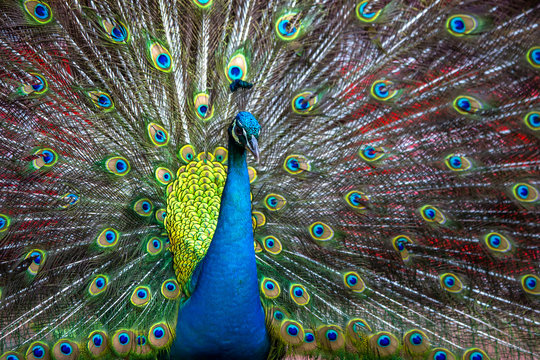 Peacock in the bird park
