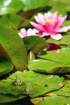 Teichfrosch (Pelophylax &bdquo;esculentus&ldquo;)