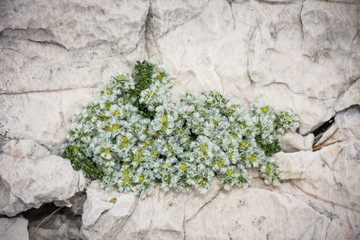 Tiny white and yellow flowers growing in the harsh karst landscape surrounding Baska on the island of Krk, Croatia