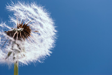 Dandelion abstract background. Blue sky. Close-up dandelion tranquil abstract background.