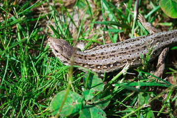 A garden lizard hides in the green grass