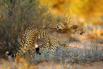 The cheetah (Acynonix jubatus) in the desert.Mother and subadult young in the evening desert sun.