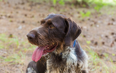 German hunting watchdog drahthaar, beautiful dog portrait in summer