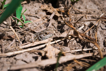 A small garden lizard hides in the ground