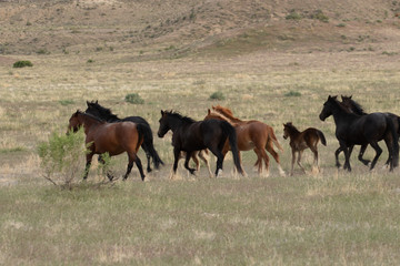 Herd of Wild Horses in the Utah Desert
