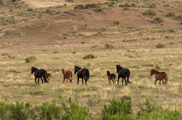 Herd of Wild Horses in the Utah Desert