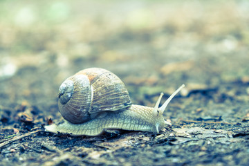 Large snail along ground cover.