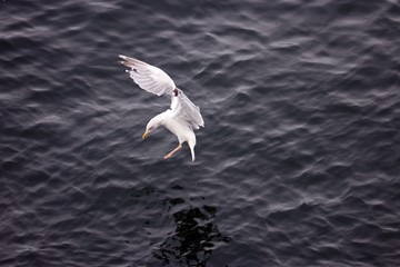 Gull at the sea