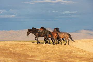 Naklejka premium Herd of Wild Horses in the Utah Desert