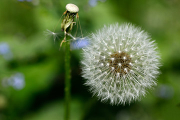 Ripe fruits Common Dandelion (taraxacum officinale)