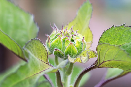 Close-up of the green bud of a sunflower.