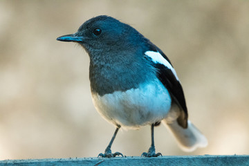 Oriental Magpie-Robin Closeup