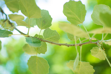 Green leaves of trees. Environmentally friendly background.