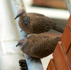 Spotted dove.