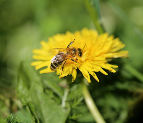 Photo of a macro retro background of a bee