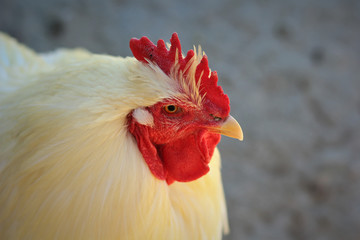 Close up of rooster's head, profile portrait