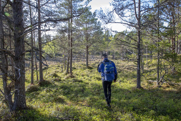 Hiking in the forest Northern Norway