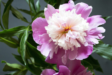 Pink and white peony flower close-up