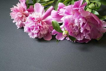 Pink peonies bouquet, spring blooming flowers