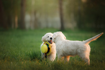 Fototapeta na wymiar two Golden Retriever puppys runs on grass and play. outside