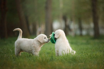 Naklejka premium Golden Retriever puppy runs on grass and plays. Pet in the park in summer