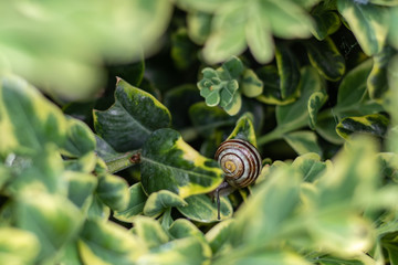 snail in the tree