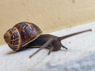 snail on the wall