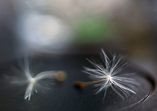 Dandelion seeds with blurred background and bokeh