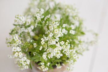 flower with small white flowers. a flower in a pot