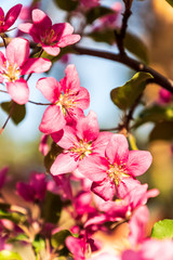Blooming apple tree, pink flowers, against blue sky  background,  springtime.