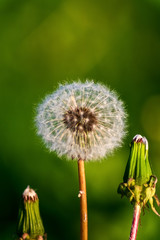 White dandelion flowers in spring sunny day.