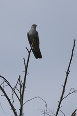 Common cuckoo (Cuculus canorus)