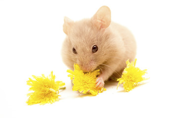 Small golden hamster eating yellow flowers.