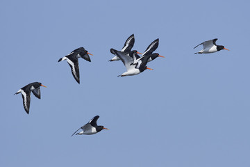 Eurasian oystercatcher (Haematopus ostralegus)