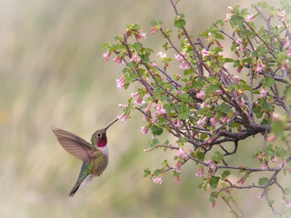 Spring Hummingbird in a Mountain Meadow