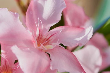 rosa Oleanderblüte im Sonnenlicht, Makrofotografie