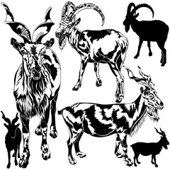 Silhouettes of Goats