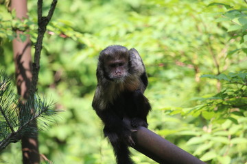 Small Monkey Close Up
