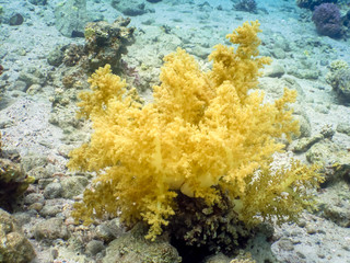 Diving in underwater coral reef world