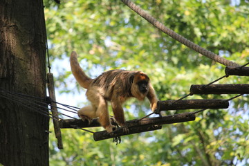 Naklejka premium Small Monkey Close Up