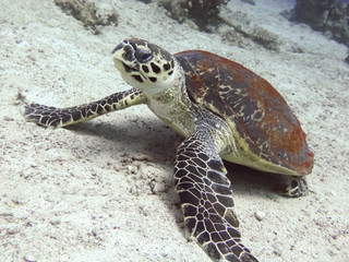 Fototapeta premium Diving with hawksbill turtle on the seabed
