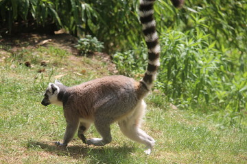 Small Monkey Close Up