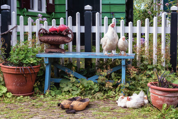 Chickens on and in front of a blue bench in the front yard of a green house