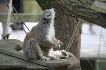 Small Monkey Close Up