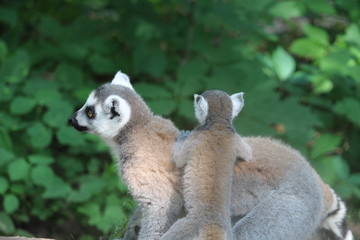 Small Monkey Close Up