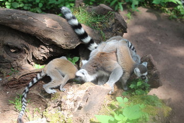 Small Monkey Close Up