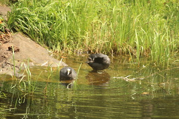 Obraz premium Swimming Duck