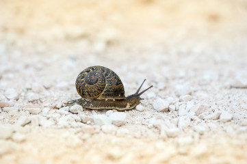 Lumaca isolata dallo sfondo