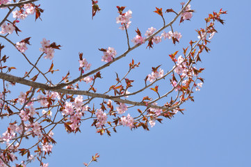 Cherry blossoms in Japan	
